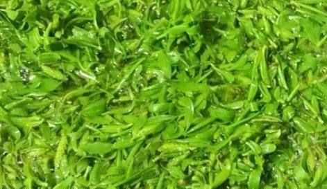 柳樹芽怎么吃,柳樹芽怎么做好吃,長期吃可以嗎?圖3