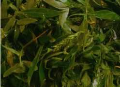 柳樹芽怎么吃,柳樹芽怎么做好吃,長期吃可以嗎?圖10