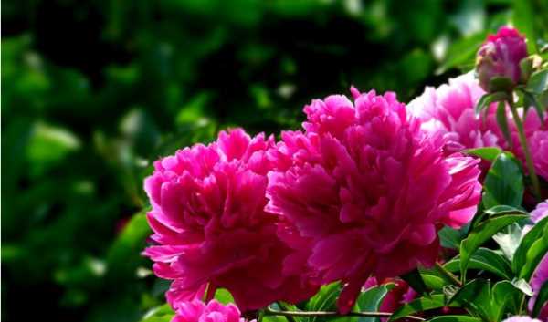 大芍藥花,芍藥花的養(yǎng)殖方法和注意事項圖5