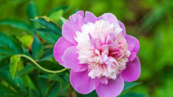 大芍藥花,芍藥花的養(yǎng)殖方法和注意事項圖6