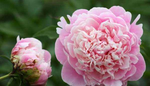 大芍藥花,芍藥花的養(yǎng)殖方法和注意事項圖7
