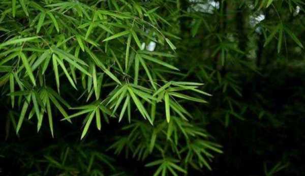 竹子上的白灰有什么用,竹子上的白霜有什么功效圖1