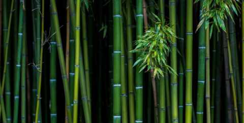 竹子上的白灰有什么用,竹子上的白霜有什么功效圖2