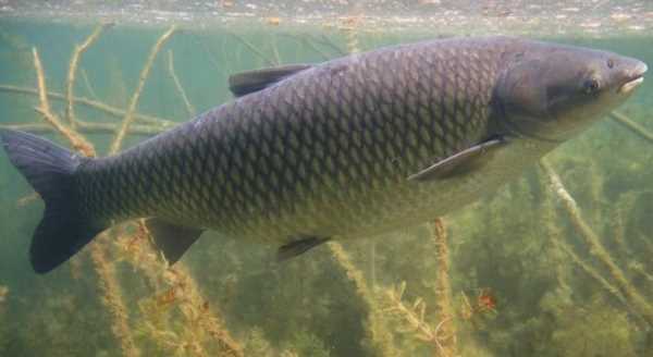 水庫釣草魚釣底還是釣浮,釣草魚是釣底還是釣浮比較好圖2