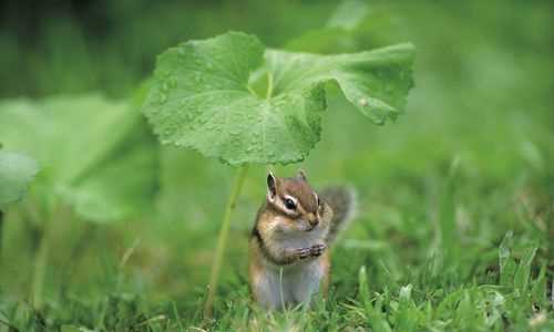 哪些動(dòng)物會(huì)預(yù)報(bào)天氣