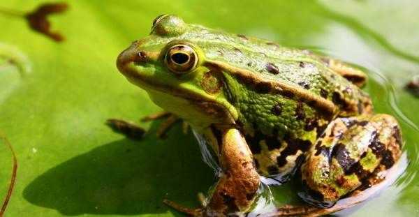 哪些小動(dòng)物能預(yù)知下雨,哪些小動(dòng)物能預(yù)知下雨的視頻圖4