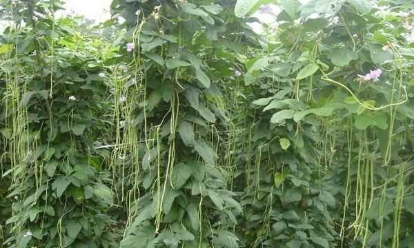 豆角放冰箱長(zhǎng)了長(zhǎng)銹斑怎么辦呢