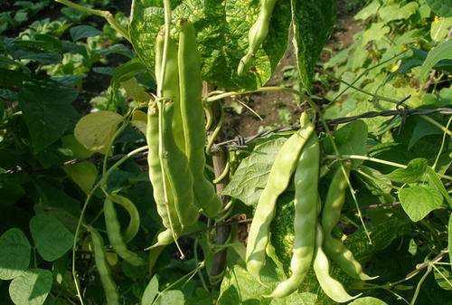 豆角出現(xiàn)銹斑是怎么回事,豆角放冰箱長(zhǎng)了長(zhǎng)銹斑怎么辦呢圖2