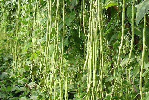 豆角出現(xiàn)銹斑是怎么回事,豆角放冰箱長(zhǎng)了長(zhǎng)銹斑怎么辦呢圖3