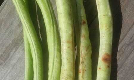 豆角出現(xiàn)銹斑是怎么回事,豆角放冰箱長(zhǎng)了長(zhǎng)銹斑怎么辦呢圖5