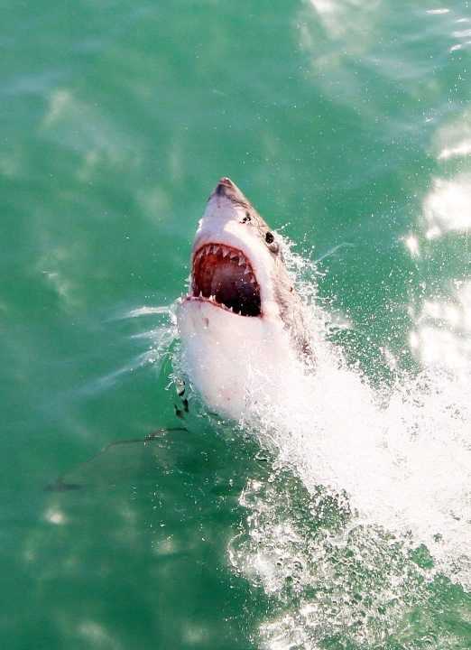 海洋中的海中霸王是什么,海中霸王是什么動物圖6