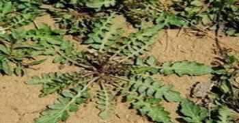 水薺菜和薺菜怎么區(qū)別圖片