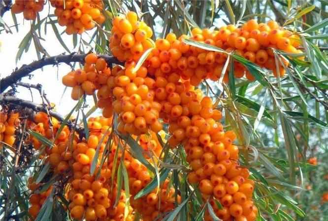 一粒沙棘果里有幾粒種子嗎