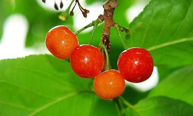 櫻桃放多久會變味，冰糖櫻桃汁能存放多久？圖5