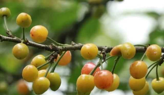 櫻桃放多久會變味，冰糖櫻桃汁能存放多久？圖7