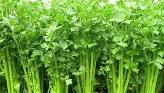 芹菜屬于什么類蔬菜，芹菜是我們常吃的一種蔬菜，都有哪些種類？如何種植才能高產(chǎn)？圖1