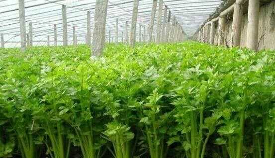 芹菜屬于什么類蔬菜，芹菜是我們常吃的一種蔬菜，都有哪些種類？如何種植才能高產(chǎn)？圖2