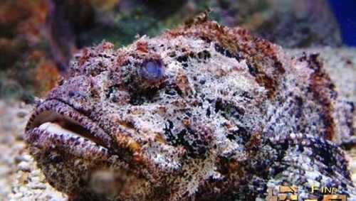 石頭見水會著火是什么化學(xué)東西引起的