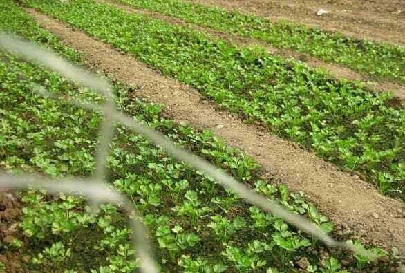 芹菜屬于什么類蔬菜，芹菜是我們常吃的一種蔬菜，都有哪些種類？如何種植才能高產(chǎn)？圖5