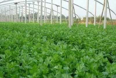 芹菜屬于什么類蔬菜，芹菜是我們常吃的一種蔬菜，都有哪些種類？如何種植才能高產(chǎn)？圖6