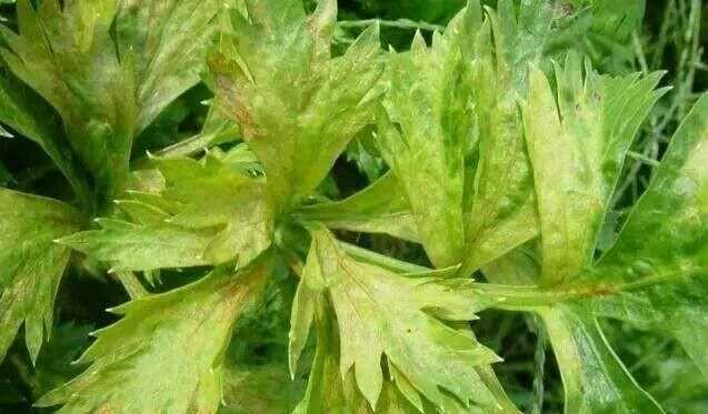 芹菜屬于什么類蔬菜，芹菜是我們常吃的一種蔬菜，都有哪些種類？如何種植才能高產(chǎn)？圖7