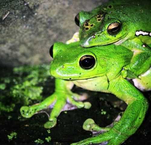 青蛙的哪些外部形態(tài)特點(diǎn)比鯽魚復(fù)雜高等