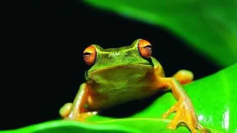 青蛙有哪些習(xí)性本領(lǐng)和近親
