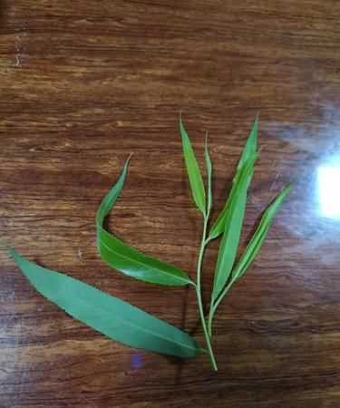 柳樹葉泡水喝有毒嗎