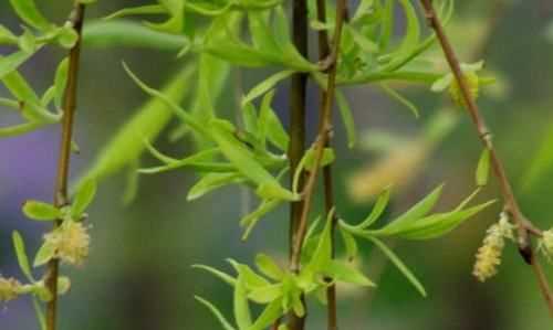 柳樹葉泡水有毒,什么人不能喝柳樹葉水飲料圖3
