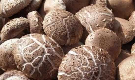 干香菇之類的過了保質期還能吃嗎