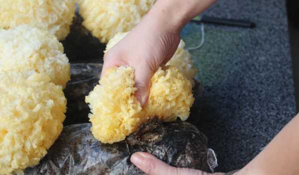 雪耳要浸泡多長時間,銀耳熬之前要泡多長時間圖3