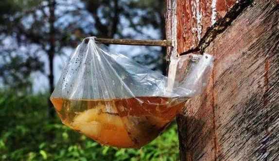 褲子上的松樹(shù)油怎么處理,褲子上松樹(shù)油干了怎么去掉圖1