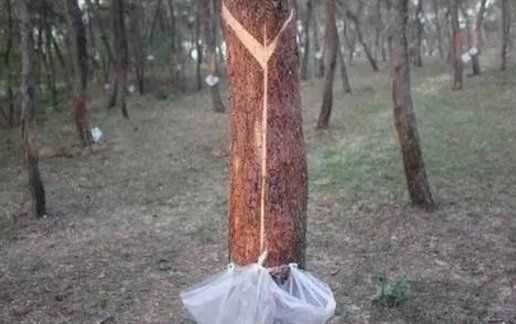 褲子上的松樹(shù)油怎么處理,褲子上松樹(shù)油干了怎么去掉圖2