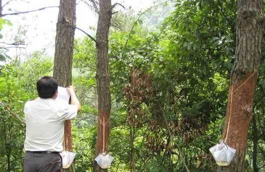 褲子上的松樹(shù)油怎么處理,褲子上松樹(shù)油干了怎么去掉圖3