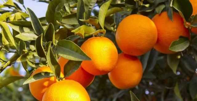 芫荽和香菜有什么區(qū)別，「桔子」和「橘子」有什么區(qū)別？圖3