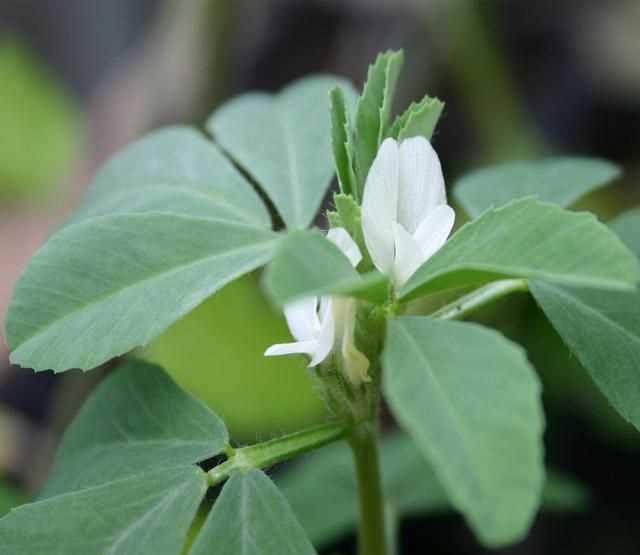 芫荽和香菜有什么區(qū)別，「桔子」和「橘子」有什么區(qū)別？圖4
