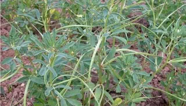 芫荽和香菜有什么區(qū)別，「桔子」和「橘子」有什么區(qū)別？圖5