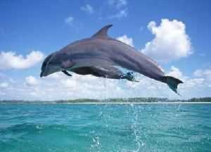 海豚是國家一級保護動物嗎?