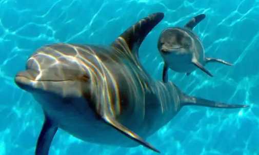 海豚是保護動物,海豚是國家一級保護動物嗎?圖3