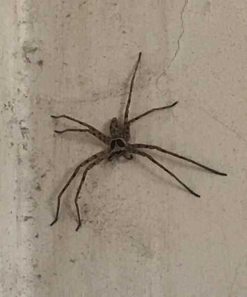 這是什么蟲子拍照搜索