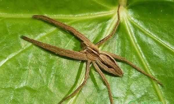 普通的蜘蛛有沒有毒