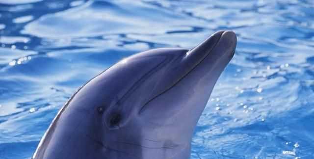 海豚是幾級保護動物