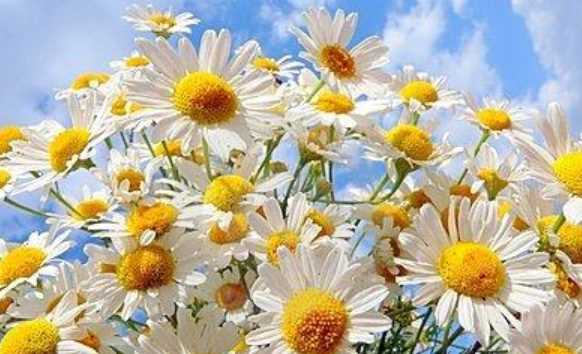 一歲一禮一寸歡喜的意思,一歲一禮、一寸歡喜什么意思圖2