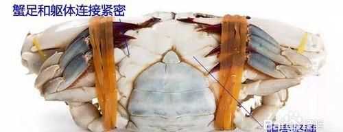 公蟹和母蟹有什么區(qū)別
