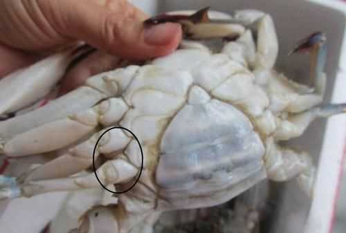 螃蟹公母有什么區(qū)別嗎