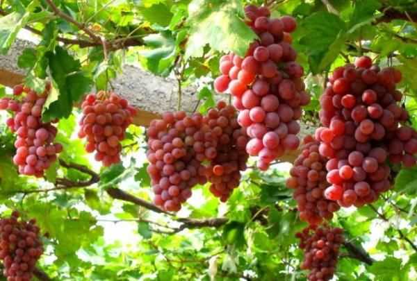 葡萄冷庫保鮮儲存方法,葡萄如何進行冷庫貯藏保存圖6