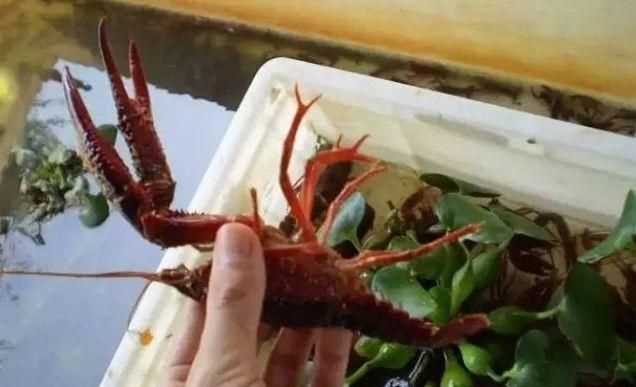 龍蝦買回來最好的保存方法是什么呢