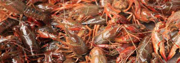 小龍蝦怎么存放可以降低死亡率,龍蝦買回來最好的保存方法是什么呢圖2