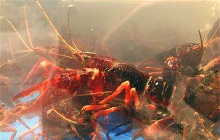 小龍蝦不死的方法