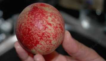 什么可以清除桃子表面的細(xì)毛,桃子去毛怎么洗干凈圖9